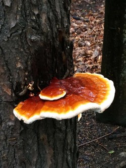 31_fungus.jpg