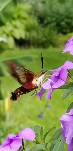 Hummingbird Moth Photo: Sandi Fasnacht