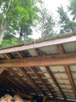 Milk snake Photo: Kevin McDonough