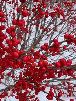 Winterberry Photo: Louanne Nielsen