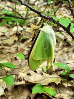 Luna moth Photo: Peg Ackerson