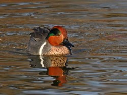 Green winged teal Photo: Charlie Schwarz