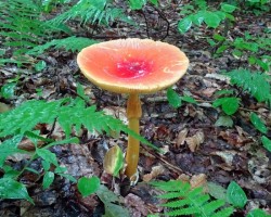 American caesar mushroom Photo: Sheri Larsen