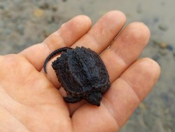 Baby snapper Photo: Katie
