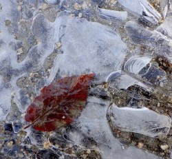 Birch ice Photo: Frank Kaczmarek