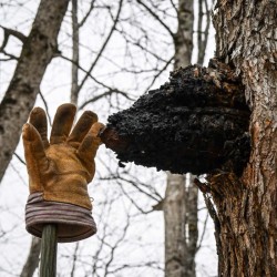 Chaga Photo: AM Dannis