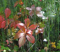 Horse tail and Virginia Bower Photo: Patricia Liddle