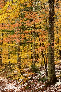 32_late_season_foliage.jpg