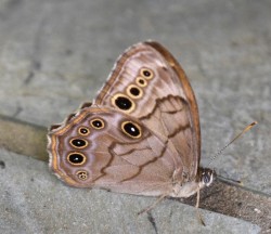 Northern Pearly Eye Photo: Kit Hood