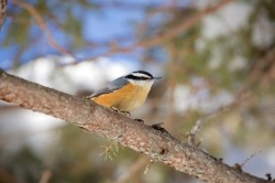 Nuthatch Photo: Tom Grett