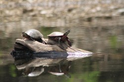 32_painted_turtles_may.jpg