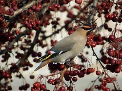 32_waxwing_april.jpg