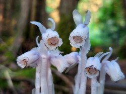 Ghost pipes Photo: Stacy Boone