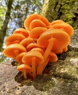 Orange mycena Photo: Bekky Honkala