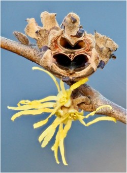 Witch hazel Photo: Ross Lanius