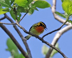 Blackburnian warbler Photo: Sheri Larsen