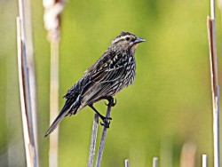 Redwing blackbird Photo: Richard Philben