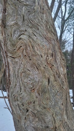 Snag artwork Photo: Michael Thiel