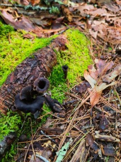 Black trumpets Photo: Stephen Fox