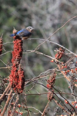 Bluebird Photo: Eric D'Aleo