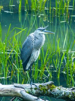 33_great_blue_heron.jpg