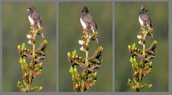 Junco birds Photo: Tim Larsen