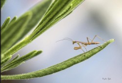 33_webpraymantis_n2b5974bf6.jpg