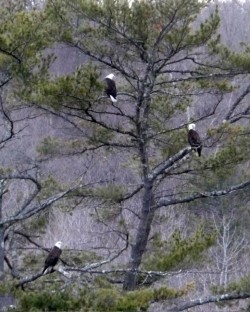 Eagles Photo: Tom Anderson