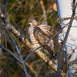 Hunting hawk Photo: Sandy Miklas Dannis