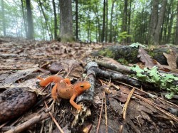 Red eft Photo: Tracy Jones