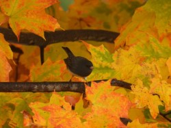 Dark eyed junco Photo: Marie Rainville
