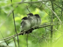 Phoebe fledglings Photo: Carol Roede