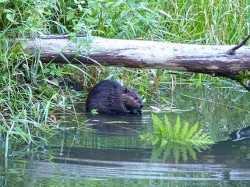 34_beaver_eating.jpg