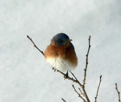 Bluebird Photo: Tom Nold