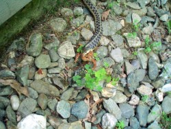 Garter snake snack Photo: Theodore C La Montagne