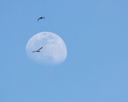 Mallard moon Photo: Andrei Burnin