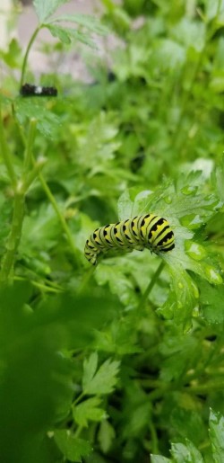 Swallowtail caterpillar Photo: Robert Becker