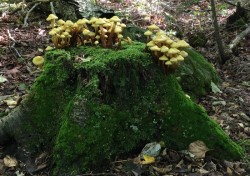 Toad Stools in Newport Photo: Lee Buescher