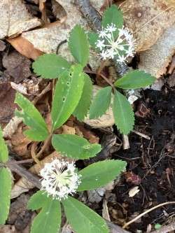 Dwarf ginseng Photo: Sharon Bombard