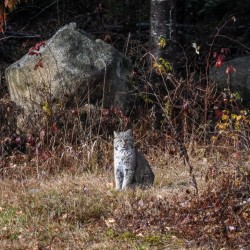 Bobcat Photo: Sandy Miklas Dannis
