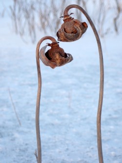 35-georgian-pitcher-plant-winter.jpg Photo: Mark Georgian