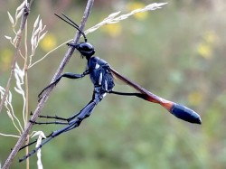 Thread-waisted wasp Photo: Lynette Reep