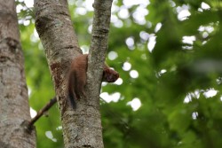Critter tree Photo: Stephanie Rinehart-Joseph