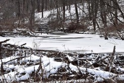 35_beaver_pond_sue_march.jpg