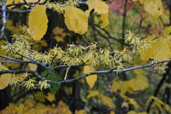 Witch hazel Photo: Judy Sweet