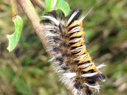 Tussock moth caterpillar Photo: Ron Becker