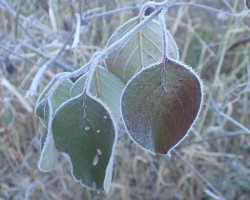 35_nrp-frostyleaves.jpg