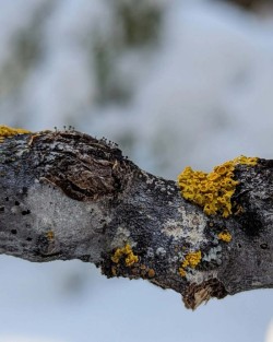 Lichen Photo: Meaghan Winders