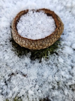 Acorn cup Photo: Tammis Coffin