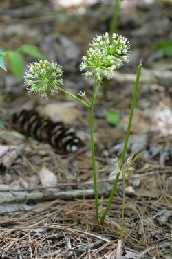 Wild sarsa Photo: Karen Dapp